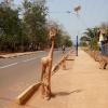 Girafe 